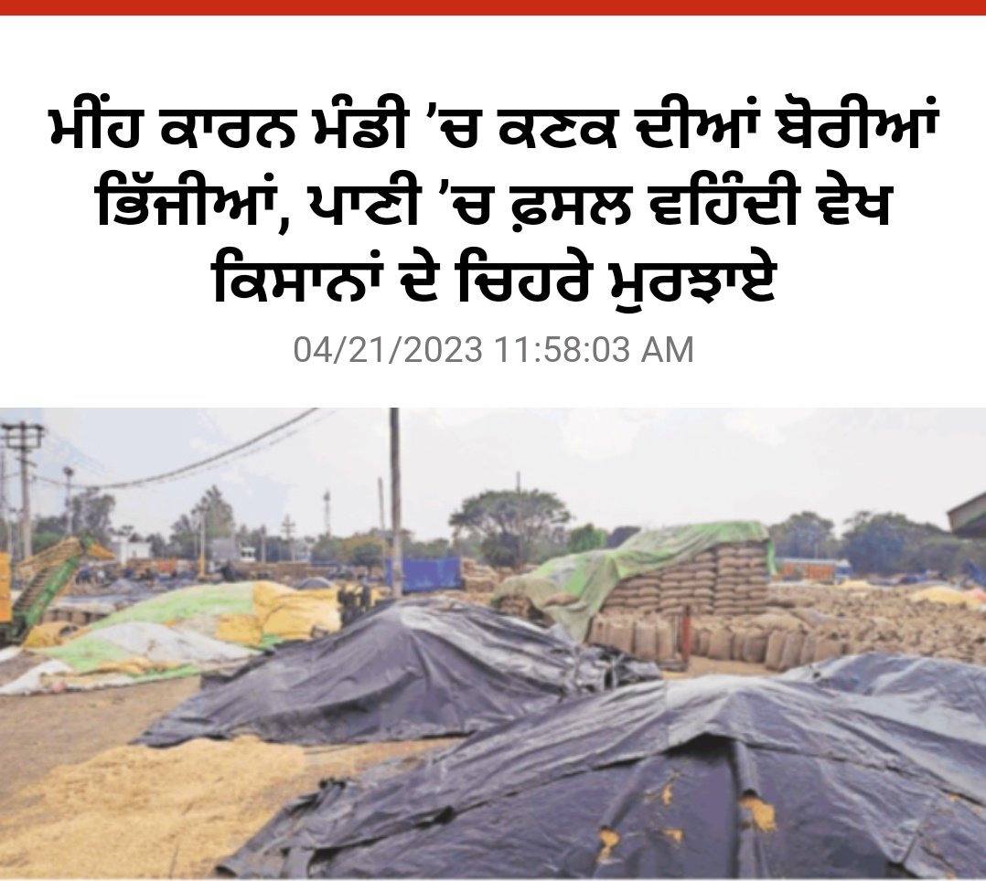 Sandhu_Kdeep1's tweet photo. Farmers problems are made worse first by terrible weather, then by poor crop management in Mandi's.
@nstomar
@CMOPb @PMOIndia
#LegalizeMSP
#CompensateFarmers https://t.co/R4VSocXEbN