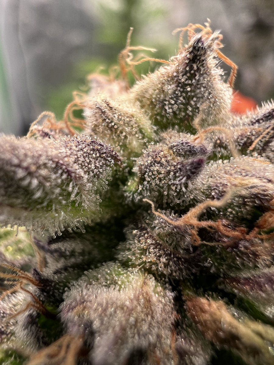 Purple Marmalade absolutely loving the <a href="/HLGLED/">Horticulture Lighting Group</a> 700 R Spec FR. 

<a href="/SolfireGardens/">Solfire Gardens</a> 
<a href="/HLGLED/">Horticulture Lighting Group</a> 
<a href="/DYNOMYCO/">DYNOMYCO</a> 
<a href="/tnbnatural/">TNB Naturals</a> 
<a href="/Mmemberville_/">#Mmemberville Community 🍃</a> 

#growyourown #CannabisCommunity  #Mmemberville