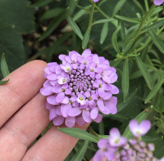 ecorealmin's tweet photo. #صباح_الخير 🌷
• زراعة لم نعتمد فيها على أي مركب كيمائي وفي وسط زراعي واحد والنتيجة في الصورة 👍🏻
• التسميد لا يتم بشكل شهري والسبب سيتم شرحه لاحقاً في أحد المنشورات بالتفصيل 🪴🌸
#ecorealmin
#الرياض #السعودية
#زراعة #تنسيق #حديقة
#زراعة_خارجية #نباتات
#الطبيعة #بذور https://t.co/hSaHbaoIr6