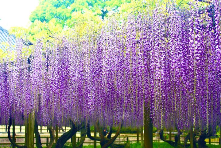おはよう～～～、きんよう～～～

いつも通る公園
めっちゃ、藤の花がきれい！

いいことありそうだ

#CBD ＃カンナビジオール ＃ゴールデンウィーク ＃安全運転 ＃眠め覚まし ＃リフレッシュ