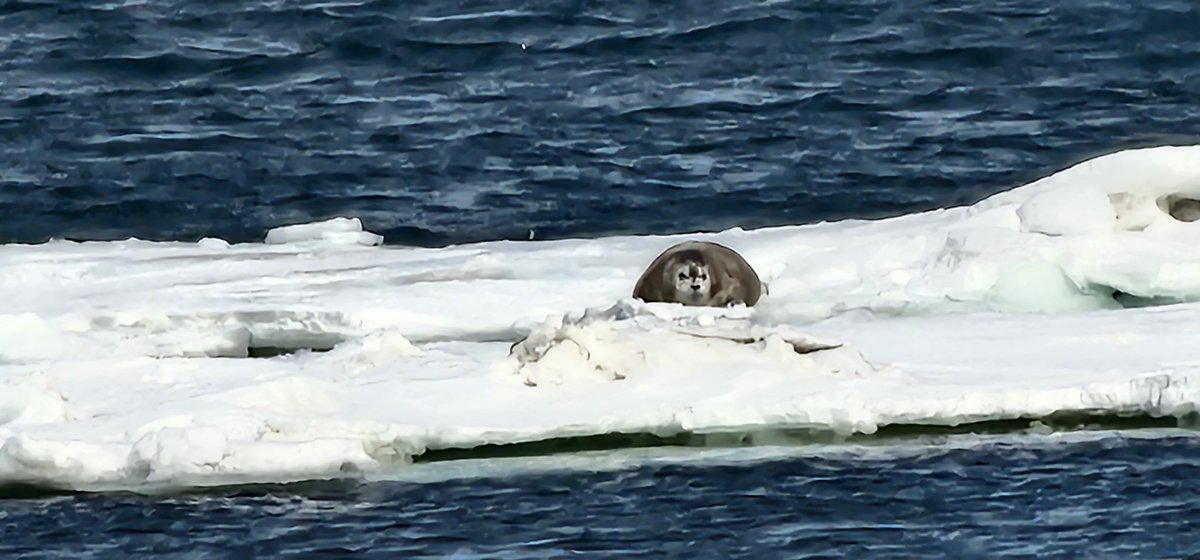 OARC_Alaska's tweet photo. We saw and heard lots of seals (spotted, fur, and ribbon) working along the ice edge today in the #BeringSea.   ⛴️🌊🧊🦭

#DY2306 #alaskaseaice #akwx

📷 by A. Stoneman https://t.co/6qyY58fm6P