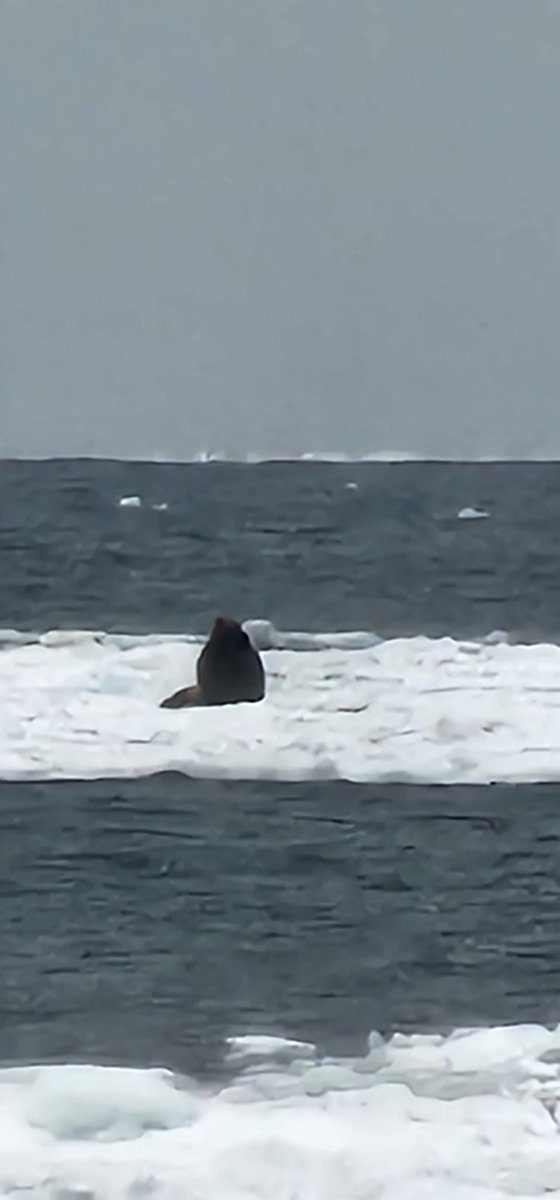 OARC_Alaska's tweet photo. We saw and heard lots of seals (spotted, fur, and ribbon) working along the ice edge today in the #BeringSea.   ⛴️🌊🧊🦭

#DY2306 #alaskaseaice #akwx

📷 by A. Stoneman https://t.co/6qyY58fm6P