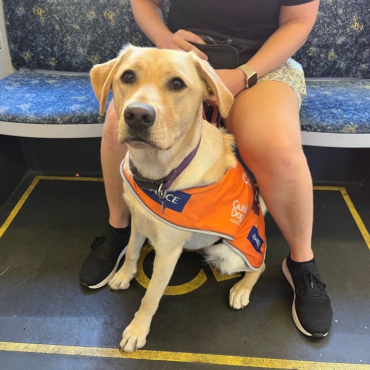 Happy #InternationalGuideDogDay everyone! 🐾 

Guide Dogs Australia #kaizencare #ndissupport #NDIS #disabilityawareness #disability