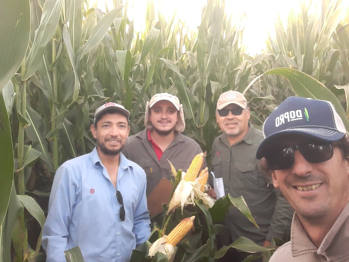 IngHCChaves's tweet photo. Pre gira I&amp;D @lgsemillas de NOA y NEA
Evaluando híbrido
Preparando los sitios para la gira de mayo.
🚩Tucuman y Sgo del Estero
#LG36538VIP3
@DiegoAlonso1980 @ElPioneroAgro 
@cgsarria
Varias alternativa #MAIZ #MaizNOAyNEA https://t.co/GX9NXUUDmj