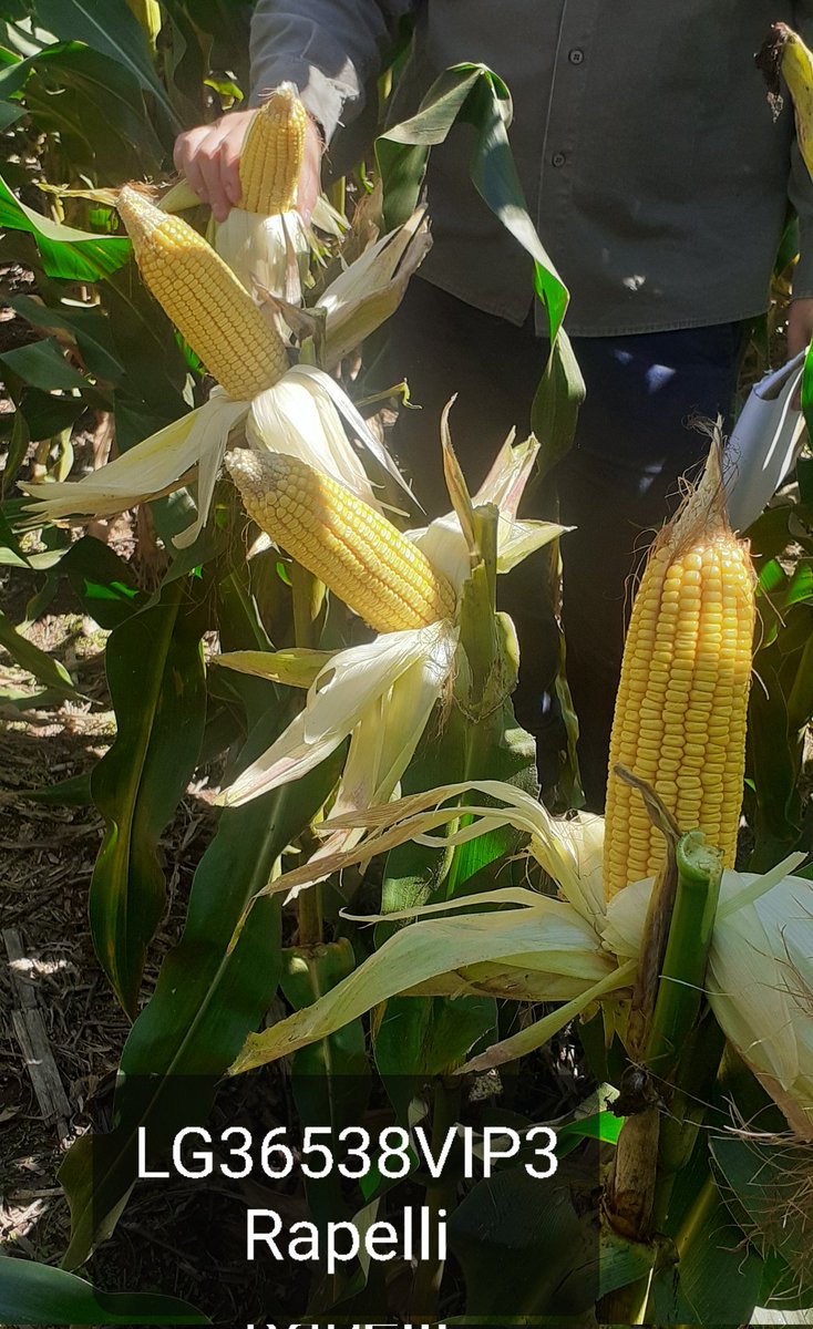 IngHCChaves's tweet photo. Pre gira I&amp;D @lgsemillas de NOA y NEA
Evaluando híbrido
Preparando los sitios para la gira de mayo.
🚩Tucuman y Sgo del Estero
#LG36538VIP3
@DiegoAlonso1980 @ElPioneroAgro 
@cgsarria
Varias alternativa #MAIZ #MaizNOAyNEA https://t.co/GX9NXUUDmj