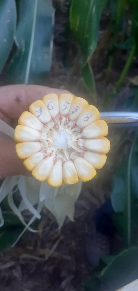 Pre gira I&amp;D <a href="/lgsemillas/">LG SEMILLAS 🌽🌻🌾🌱</a> de NOA y NEA
Evaluando híbrido
Preparando los sitios para la gira de mayo.
🚩Tucuman y Sgo del Estero
#LG36538VIP3
<a href="/DiegoAlonso1980/">Diego Alonso</a> <a href="/ElPioneroAgro/">El Pionero</a> 
@cgsarria
Varias alternativa #MAIZ #MaizNOAyNEA