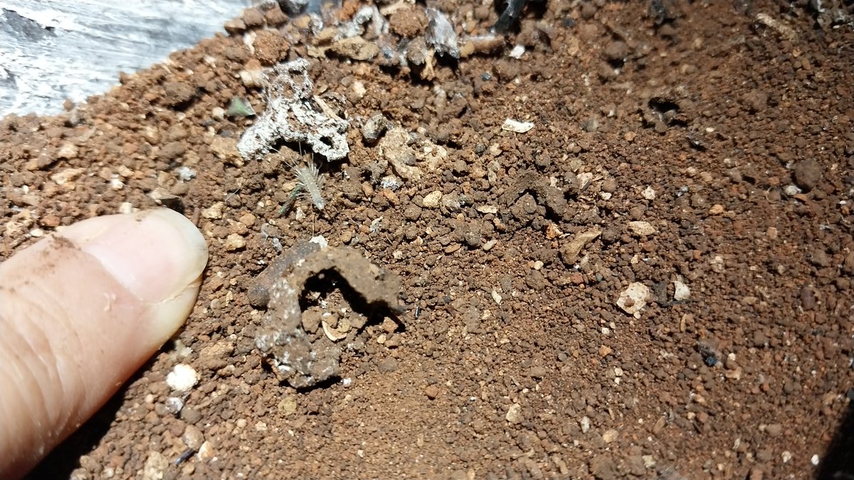 LunaMaya tweet media