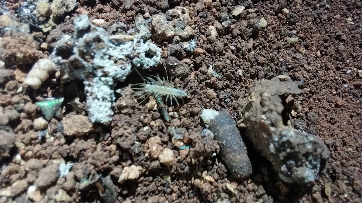 LunaMaya tweet media