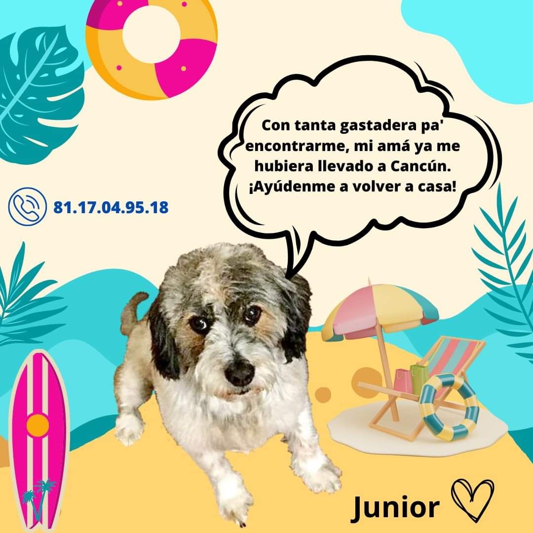 Se busca Junior en #Monterrey #nl #mtycentro #mtycity #mtyfollow #monterreynl #mtynl #nuevoleon #sebuscamty #perrosextraviados #perrosperdidos #perros #perro #perritos #perrito