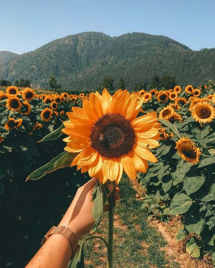 amnesiaabsurdaa's tweet photo. Fav Sunflower ✨ https://t.co/ss9AUDCD5r