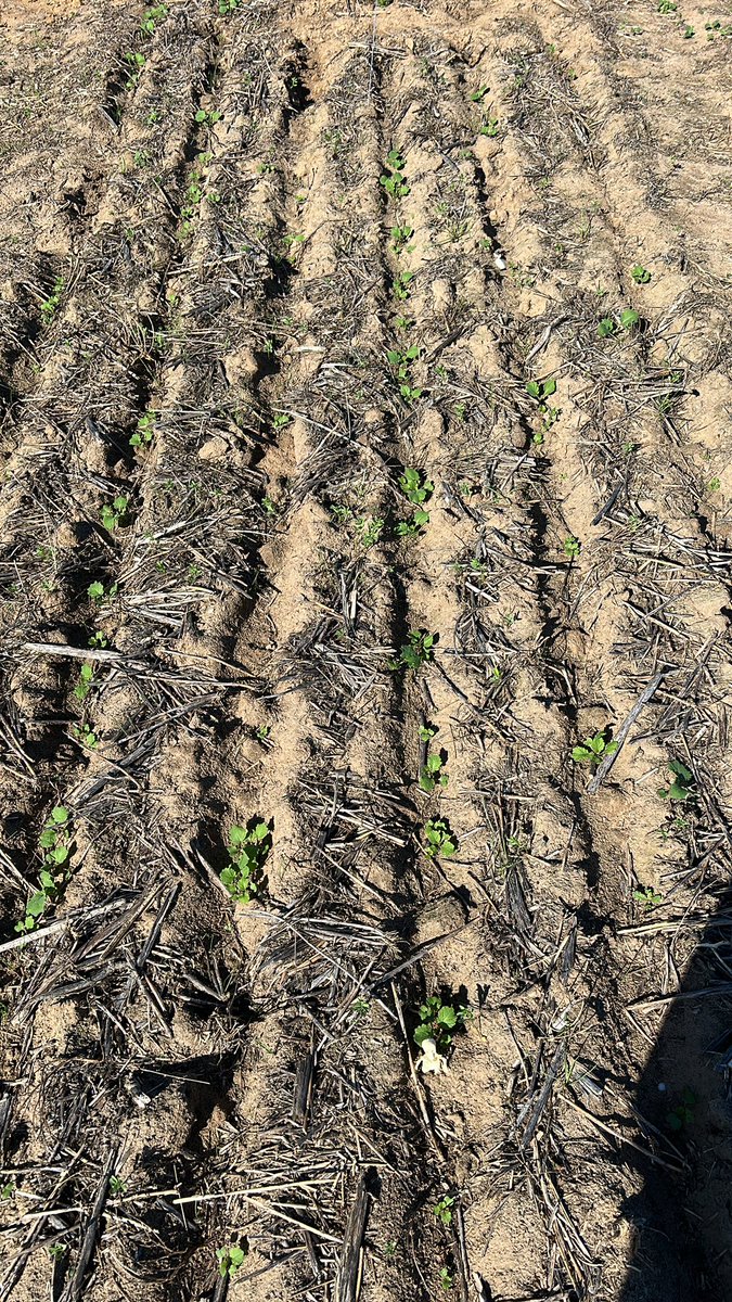 Kenton Porker tweet media