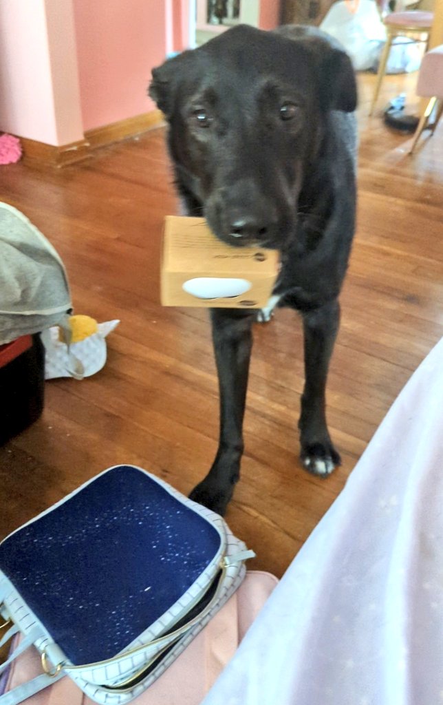 4/26/2023: Hiccup thought these would help you get through your Wednesday.

#WednesdayMotivation #RescueDog #goldenretriever