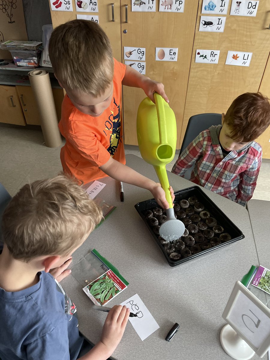 MrsBeg24's tweet photo. The Otters started investigating and planting our seeds today. We are looking forward to seeing what happens next! @mrs_scottocsb @StPhilipOCSB #ocsbEarth #ocsbEco #ocsbKindergarten https://t.co/z1lc9LZQix
