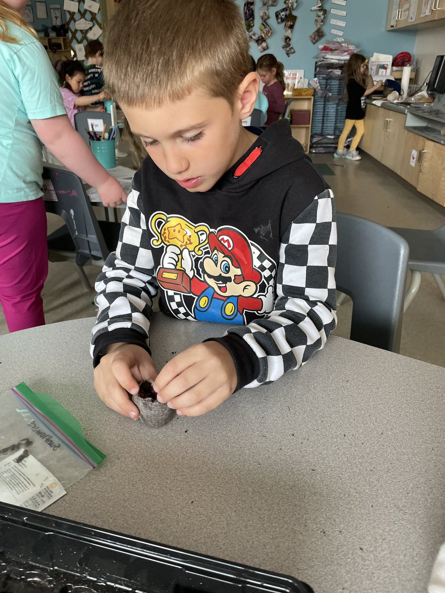 MrsBeg24's tweet photo. The Otters started investigating and planting our seeds today. We are looking forward to seeing what happens next! @mrs_scottocsb @StPhilipOCSB #ocsbEarth #ocsbEco #ocsbKindergarten https://t.co/z1lc9LZQix