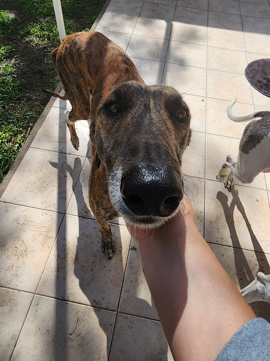 charoosua's tweet image. Andy se encuentra oficialmente EN ADOPCIÓN 

No nos alcanzan los caracteres para hablar de él, no podemos entender por todo lo que paso y aun asi nos demuestra que ama la vida, le dio batalla a todo lo que se le puso en su camino y hoy necesita una familia para terminar de sanar.