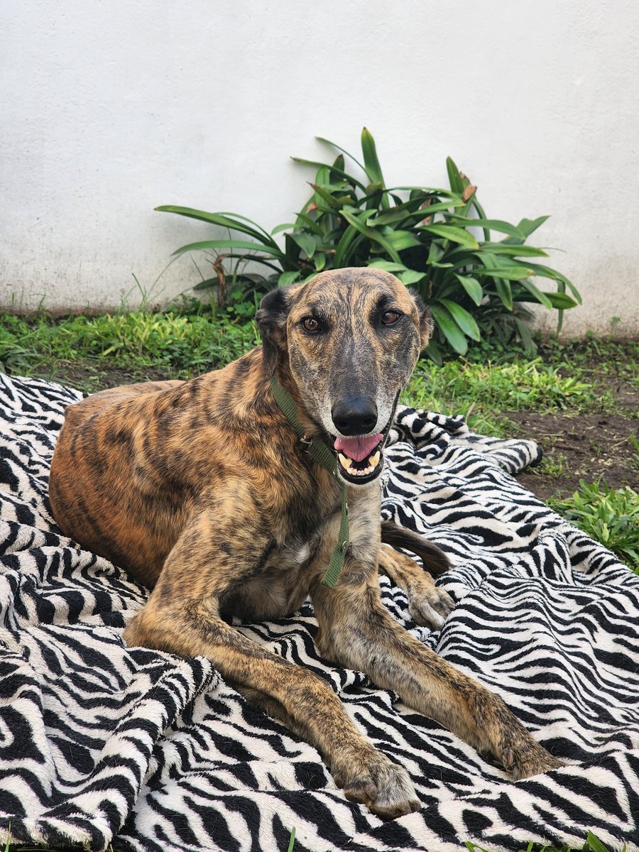 charoosua's tweet image. Andy se encuentra oficialmente EN ADOPCIÓN 

No nos alcanzan los caracteres para hablar de él, no podemos entender por todo lo que paso y aun asi nos demuestra que ama la vida, le dio batalla a todo lo que se le puso en su camino y hoy necesita una familia para terminar de sanar.