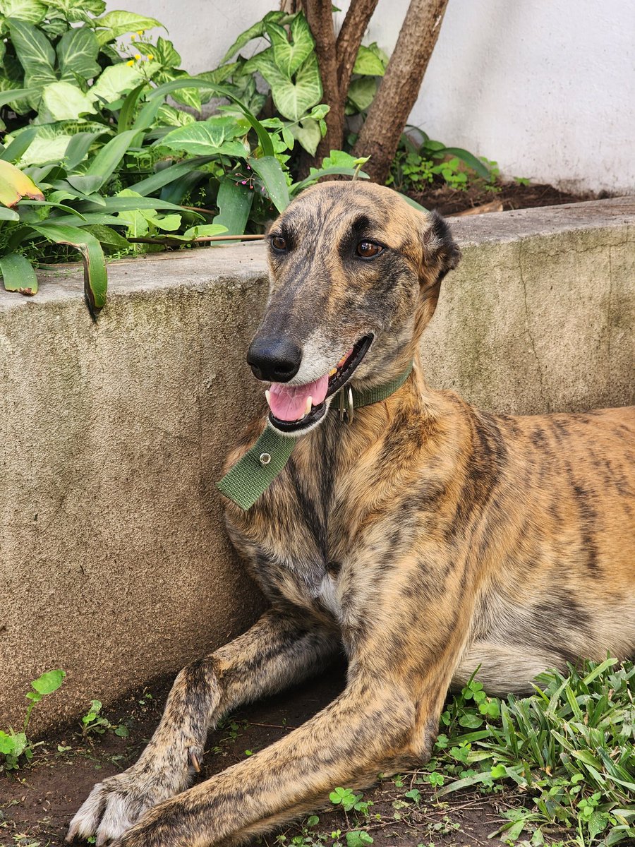 charoosua's tweet image. Andy se encuentra oficialmente EN ADOPCIÓN 

No nos alcanzan los caracteres para hablar de él, no podemos entender por todo lo que paso y aun asi nos demuestra que ama la vida, le dio batalla a todo lo que se le puso en su camino y hoy necesita una familia para terminar de sanar.