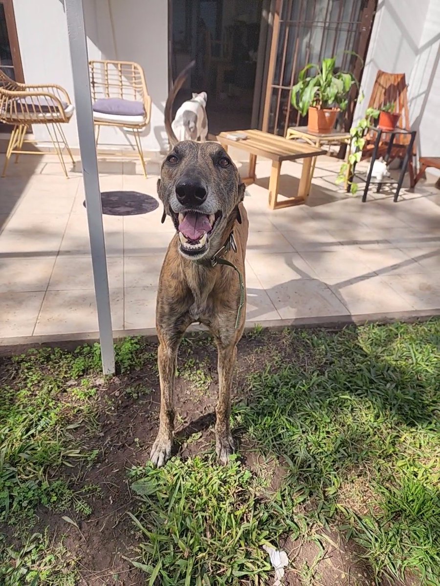 charoosua's tweet image. Andy se encuentra oficialmente EN ADOPCIÓN 

No nos alcanzan los caracteres para hablar de él, no podemos entender por todo lo que paso y aun asi nos demuestra que ama la vida, le dio batalla a todo lo que se le puso en su camino y hoy necesita una familia para terminar de sanar.