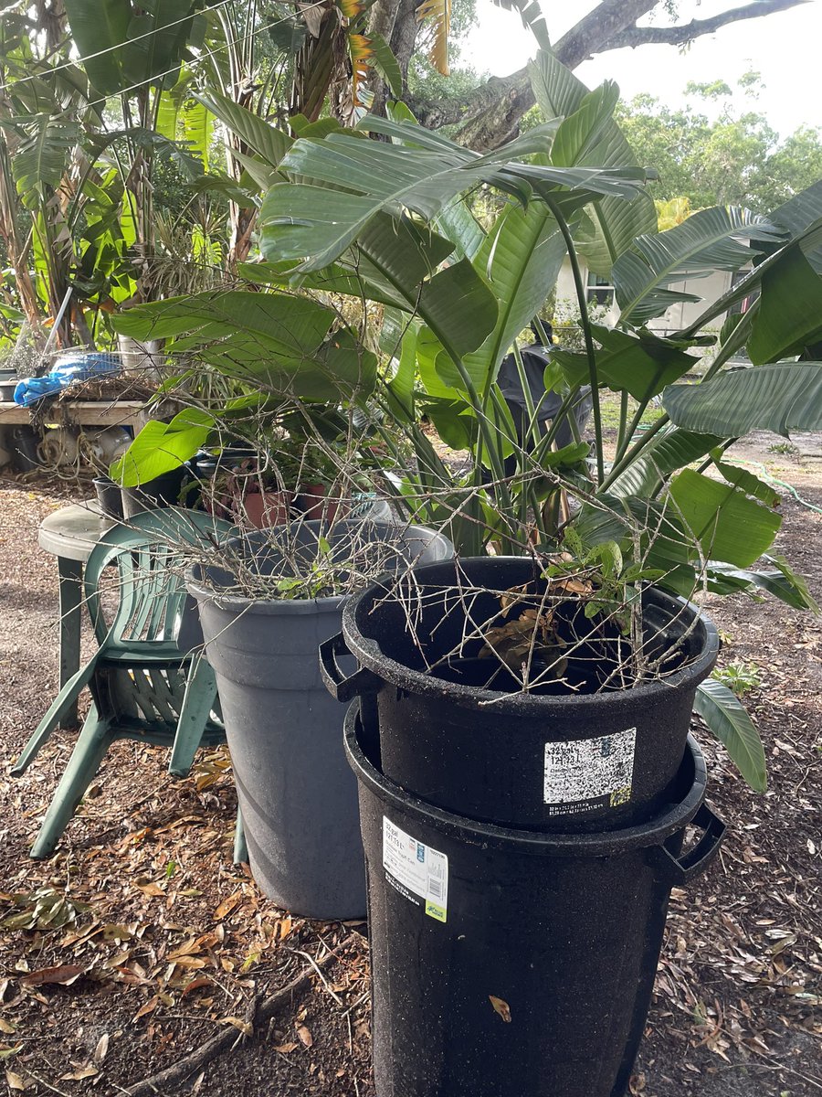Very heavy wind and rainstorm this afternoon. My garden did fairly well, some things had to be re staked back. Some of the newer plants got beat down, but may  come back. A cherry 🍒tomato survived 🙂… It could have been so much worse. I’m thankful. No hail here, praise God 🙏🏻