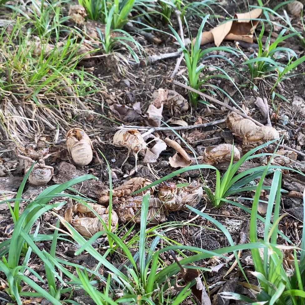 _elizabethudson's tweet photo. Cicada’s Journey In My Backyard - Morphing Beautifully or Dying Slowly And Becoming Another Creatures Candy

Check out the link in my bio for my YouTube video showing their journey.

#greenvillesc #cicada #backyard #creatures #morphing #cardinal #squirrel #yellowjacket #ants https://t.co/aHlNFjGbHX