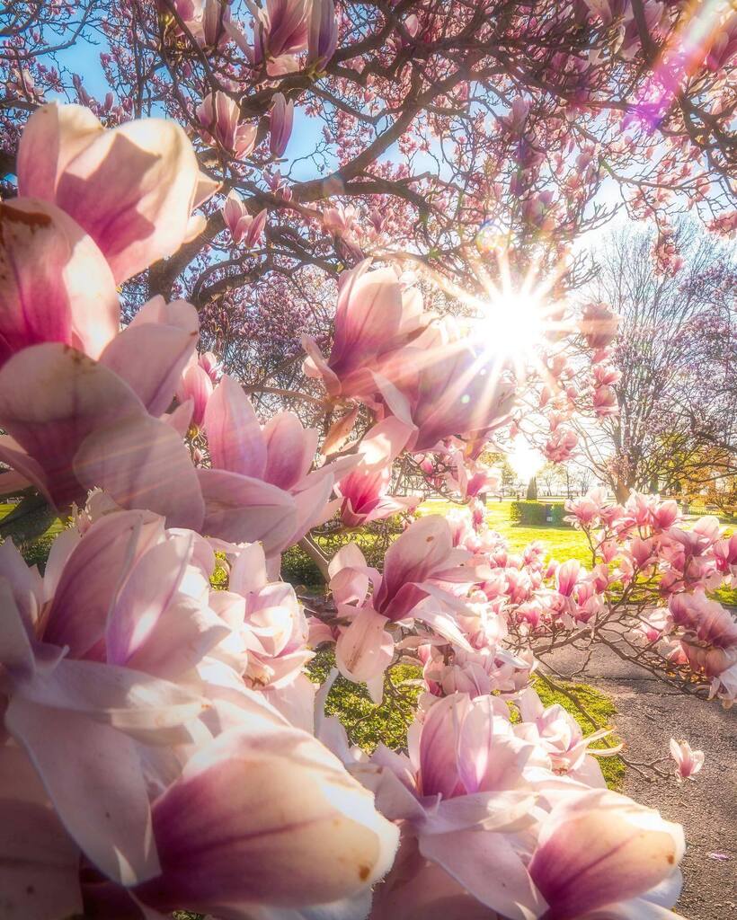 The Magical Magnolias 
.
One of most beautiful of spring’s blossoms has to be from the magnolia tree. Who’s with me on this one?
.
True be told, I’m missing out tremendously on the early blooms from the magnolias. I haven’t had the opportunity to get on … instagr.am/p/Crg7H-hOd9r/