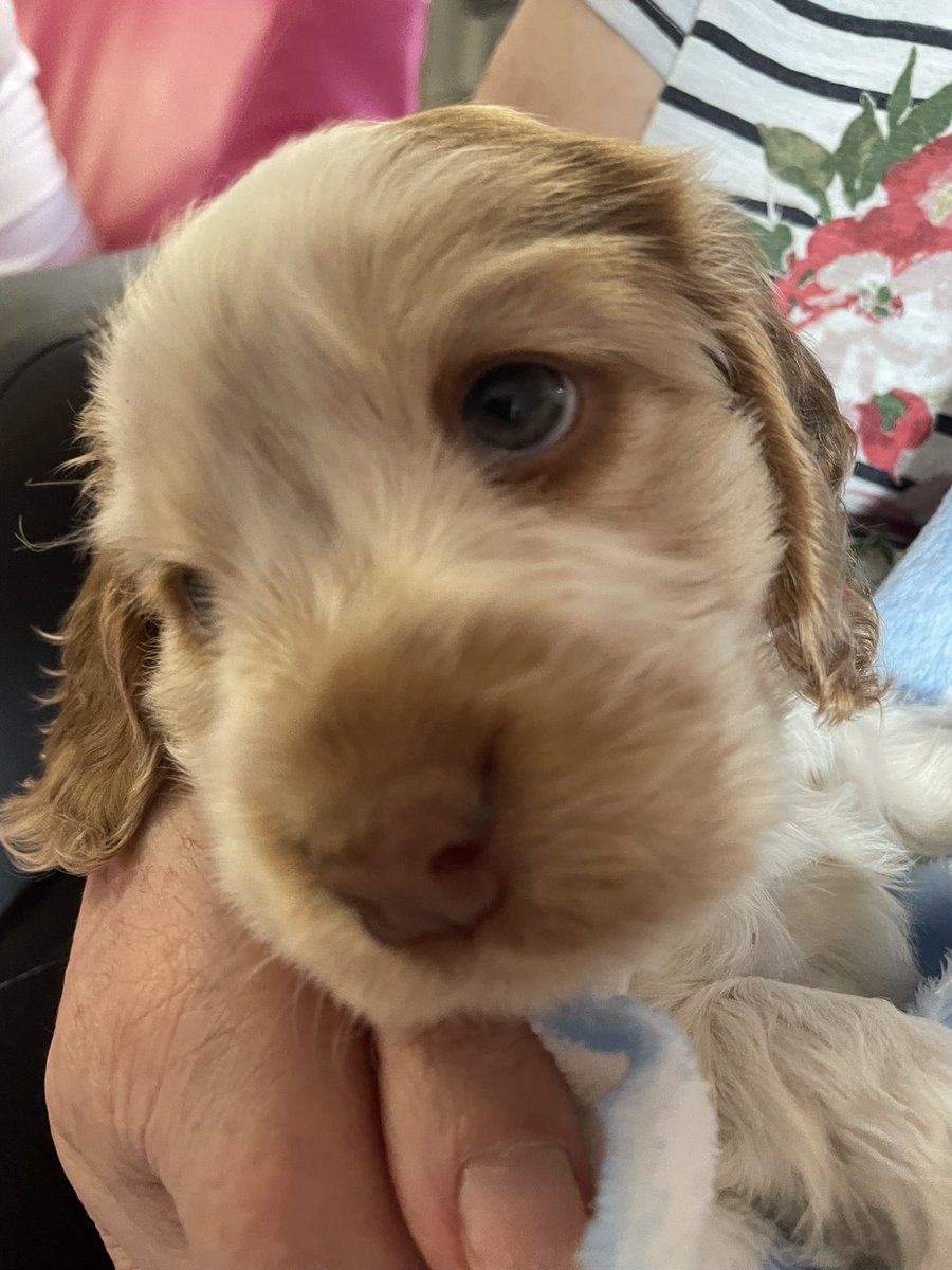 This little fella (and family) came to visit us on Bollin &amp; Greenway.  What a lovely day. Puppies, paws  and that perfect little snoot  - yes a gentle boop on snoot was not to to missed.