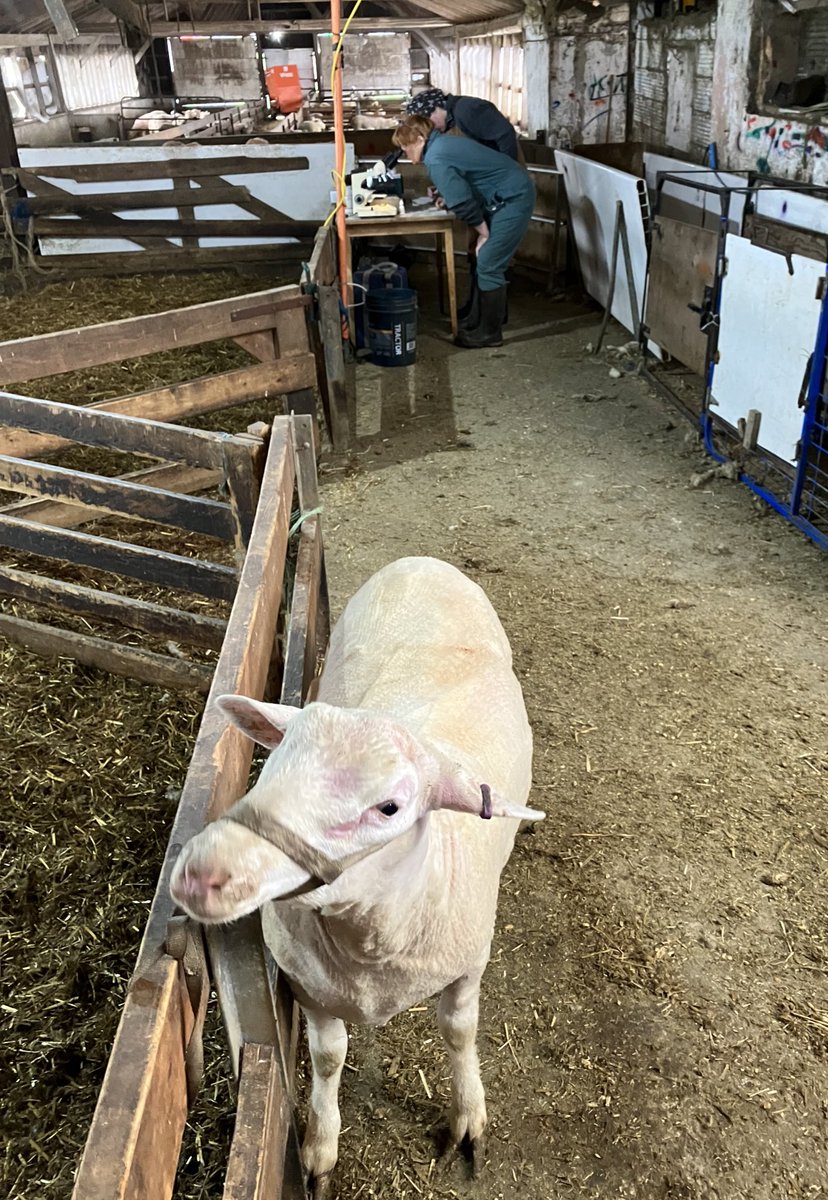 Great opportunity today to evaluate and semen test the 2022 Ram crop, 45 rams though with great preliminary results, we are ready for some spring breeding and then onto new homes. Rams enjoyed the one and only time they will be haltered.