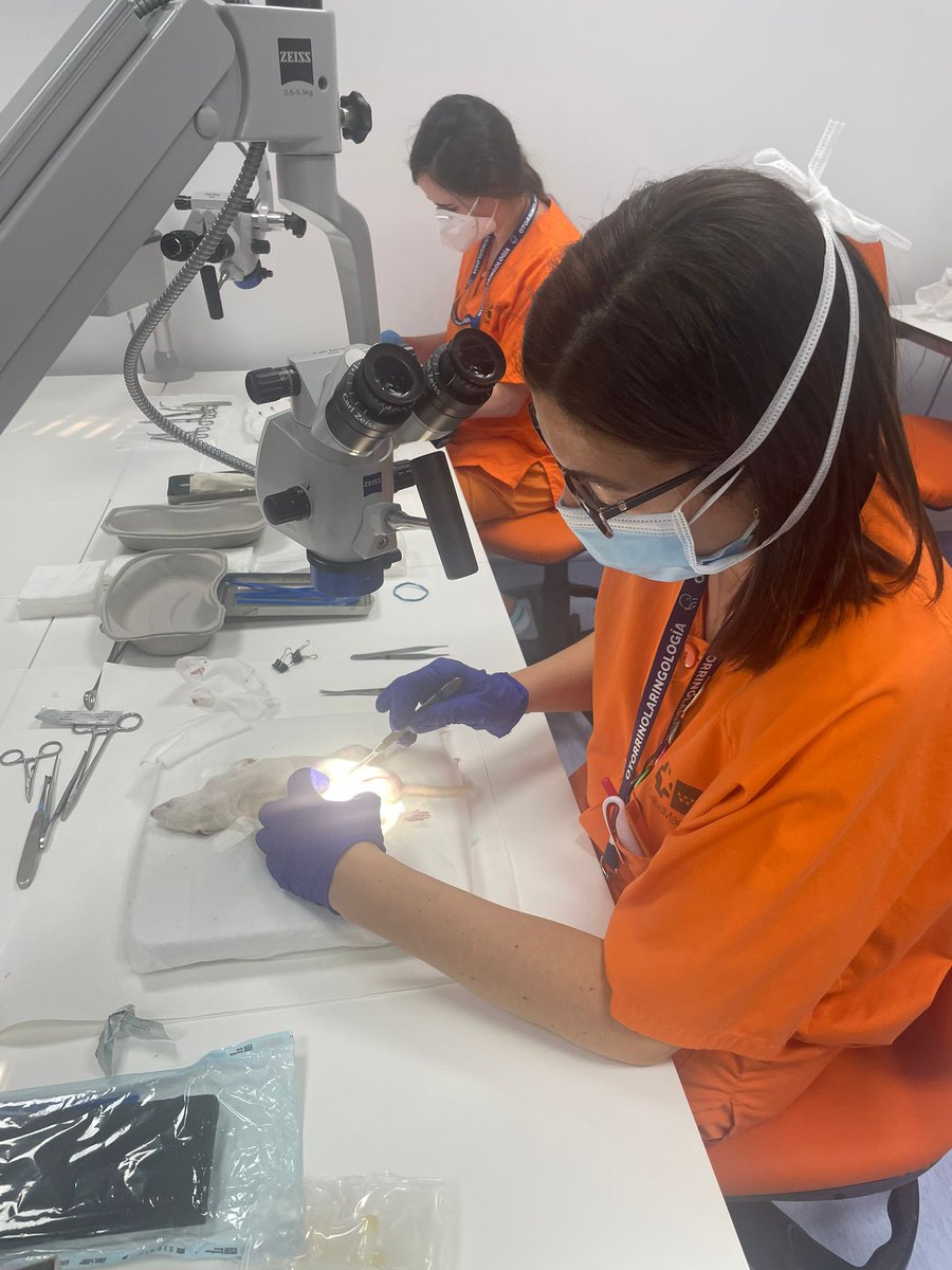 orlhryc's tweet photo. Hoy ha tenido lugar la segunda jornada del "I Curso de Microcirugía Vasculo-Nerviosa para ORL" https://t.co/hPqq3pDhE4