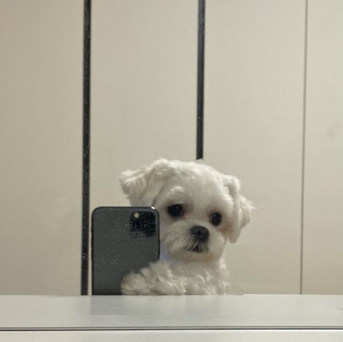 WeRateDogs tweet media