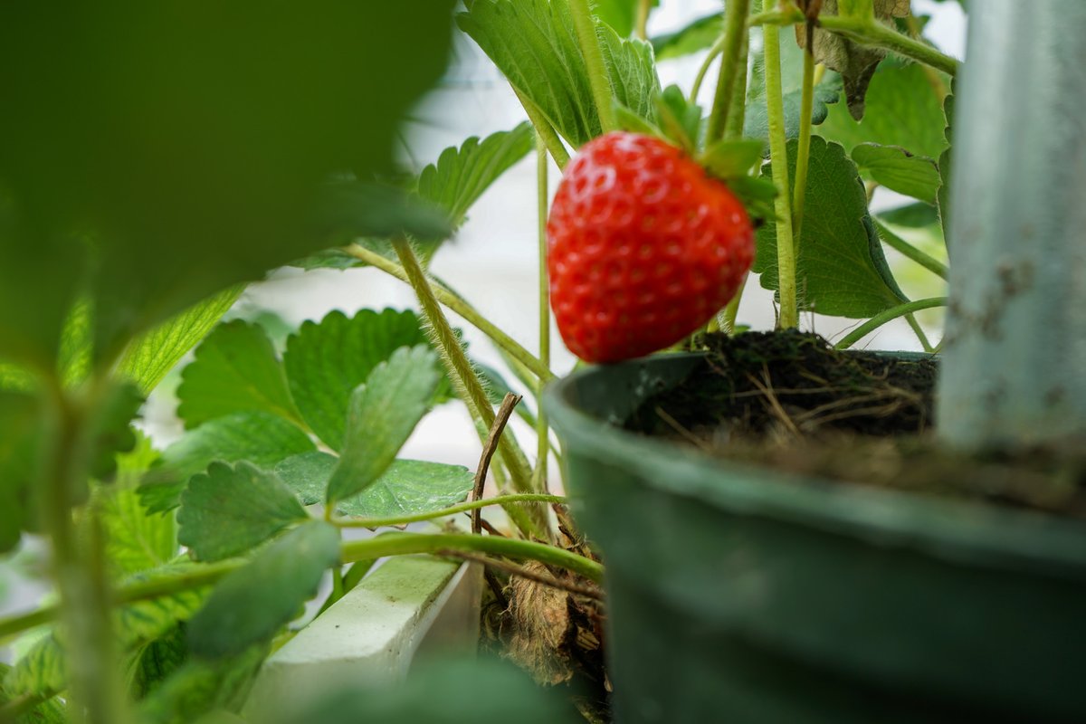 A peek at our Vertical Garden. 🌱🍓#farmtotable #verticalgarden #houstonoaks