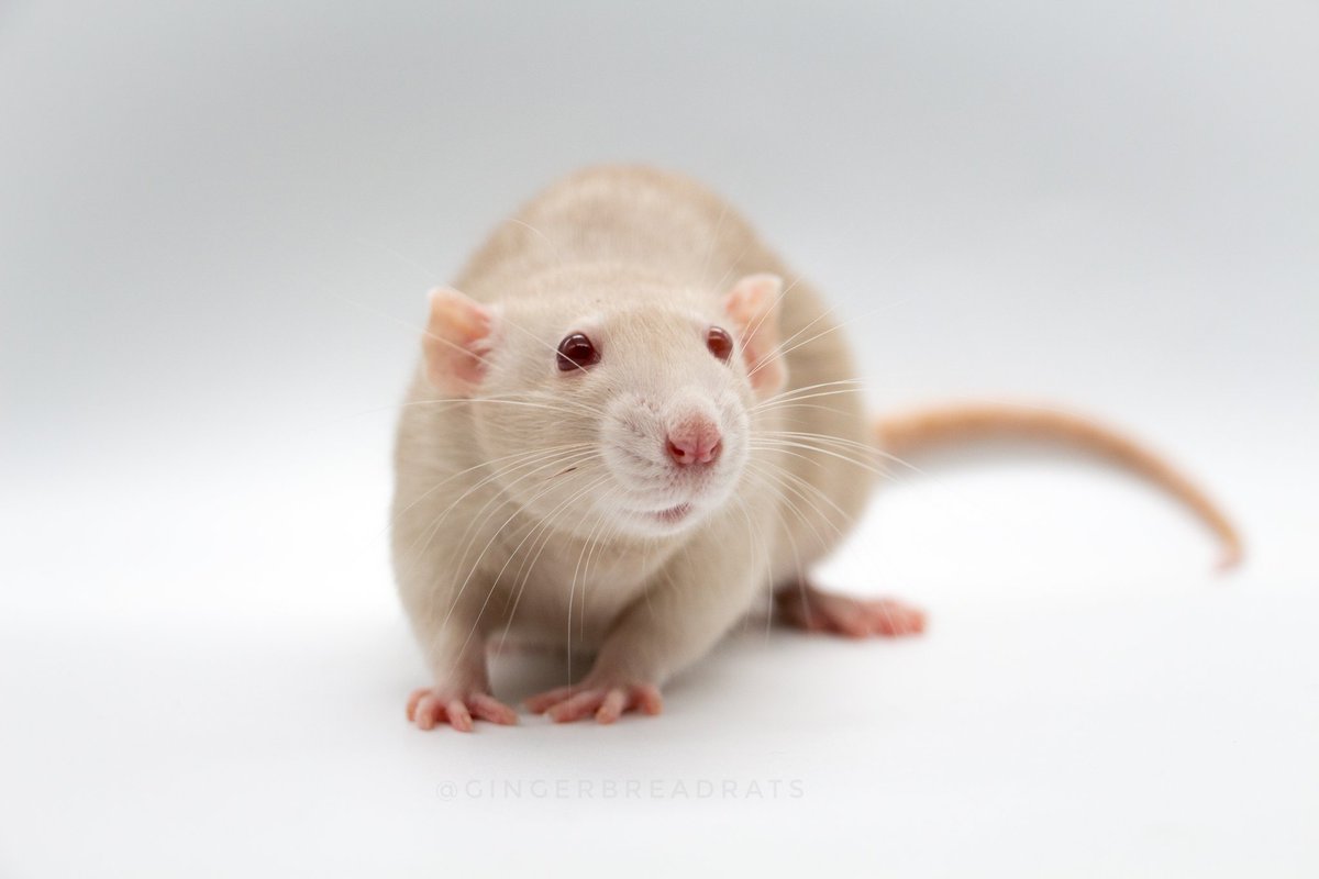 GingerbreadRats's tweet photo. Welcome to my new champagne baby, Beeghos Nilla 'Nana Pudding. Nils is settling in really well. https://t.co/FK8oQN9PPN
