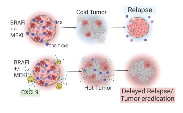 #ICYMI— Microparticle-delivered Cxcl9 prolongs Braf inhibitor efficacy in #melanoma, by @gabrieleromano_, Lawrence N. Kwong et al. bit.ly/3APJLO5 @FraHeaven @RogerLiang9 @ALazarMDPhD @TaraballiPhD @DrexelPharmPhy