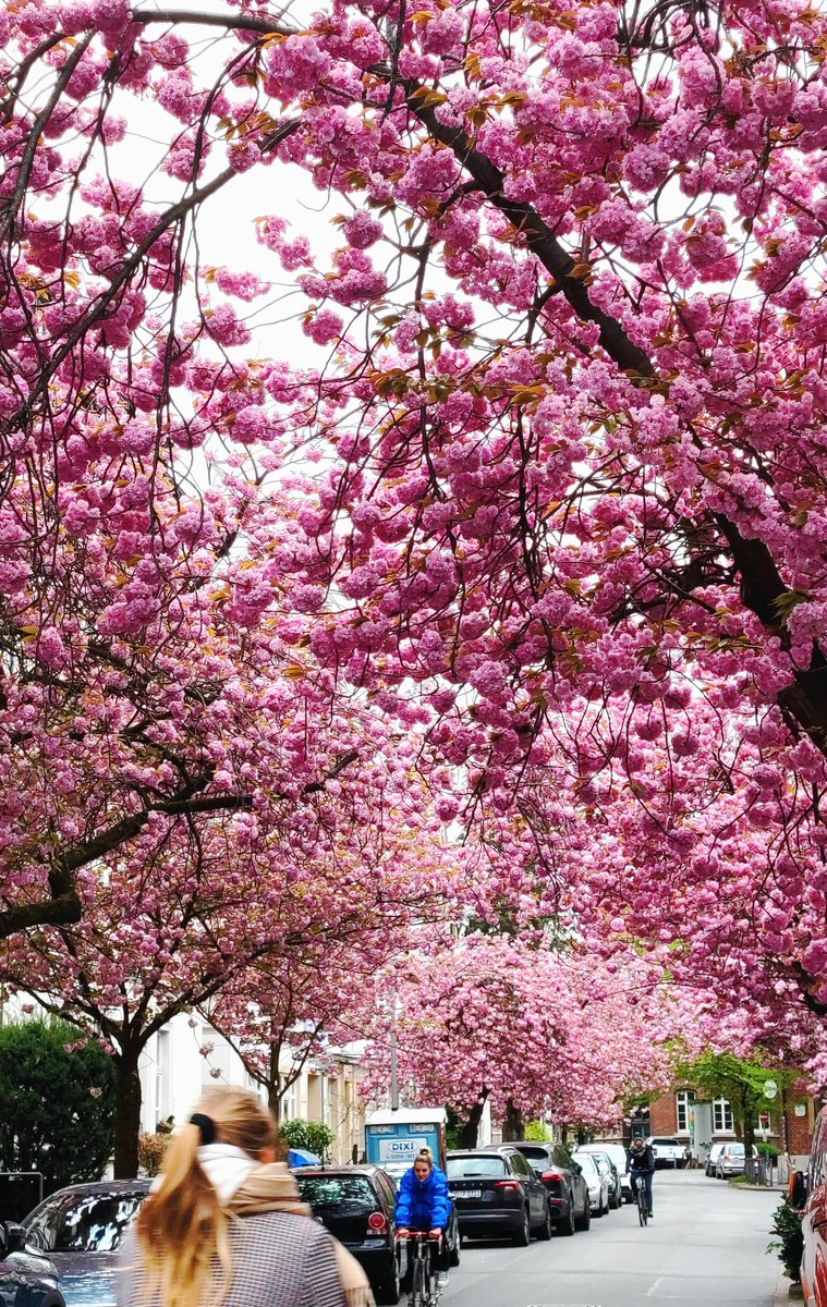ProfMarkStein's tweet photo. #DieHellenDinge sind manchmal 🩷 #Pink
Kirschblüte in Münster,
aka little Nippon https://t.co/DvnObuPX8W