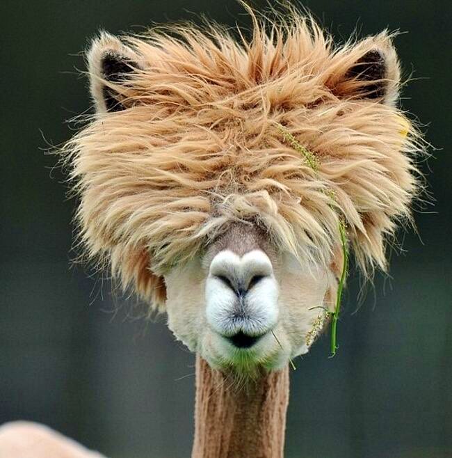 If there was a prize for the stylish animal species in the world there’s no doubt #alpacas would be the winners. If you don’t agree with us just wait to see the photos featured in this post and we are sure you will change idea. #SonoAnimali #27Aprile