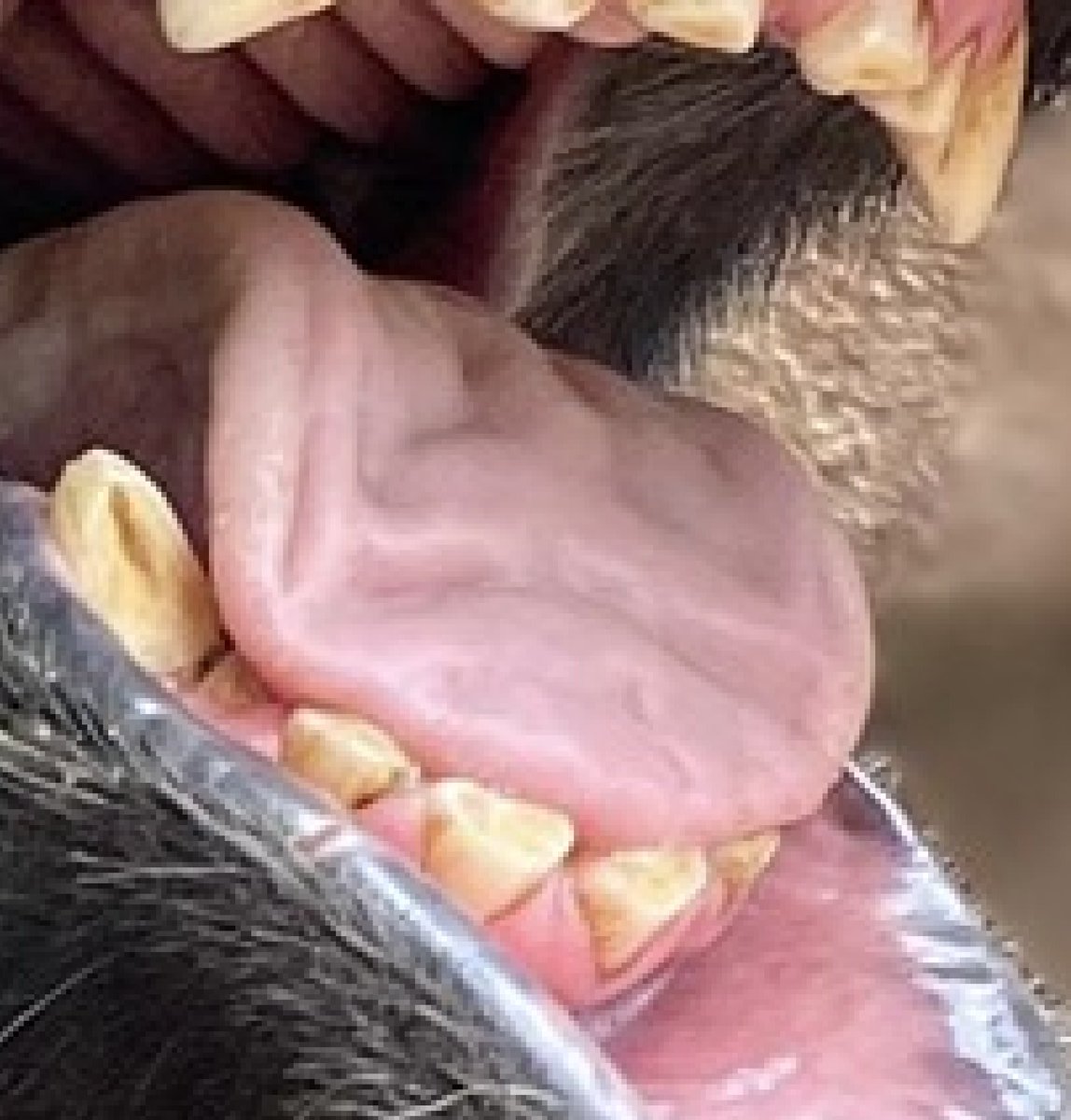 It’s time for another Guess the Tooth feature, presented by @DeltaDentalCO! Take a look at the teeth below and see if you can correctly guess the animal they belong to. Drop your guesses in the comments below and be sure to check back in tomorrow for the answer! 🦷