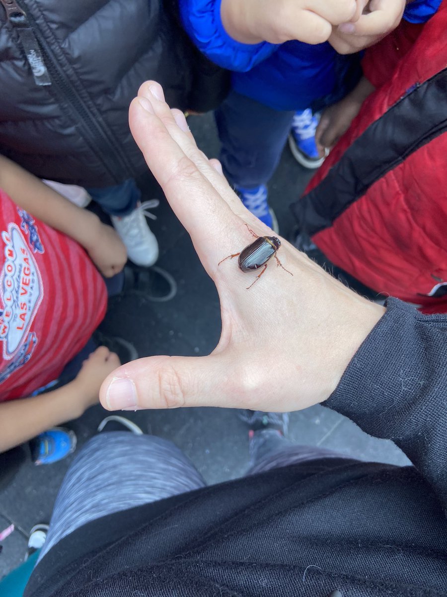 The fastest way to become very popular at pre k recess is to hold a beetle 🪲!! So fun to connect our study learning to little critters on our playground! #iteachprek #opsproud