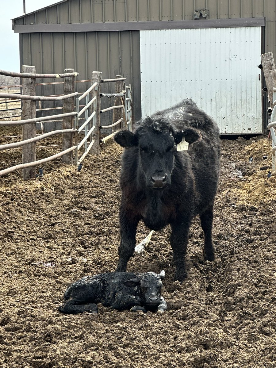 Mona Howe tweet media