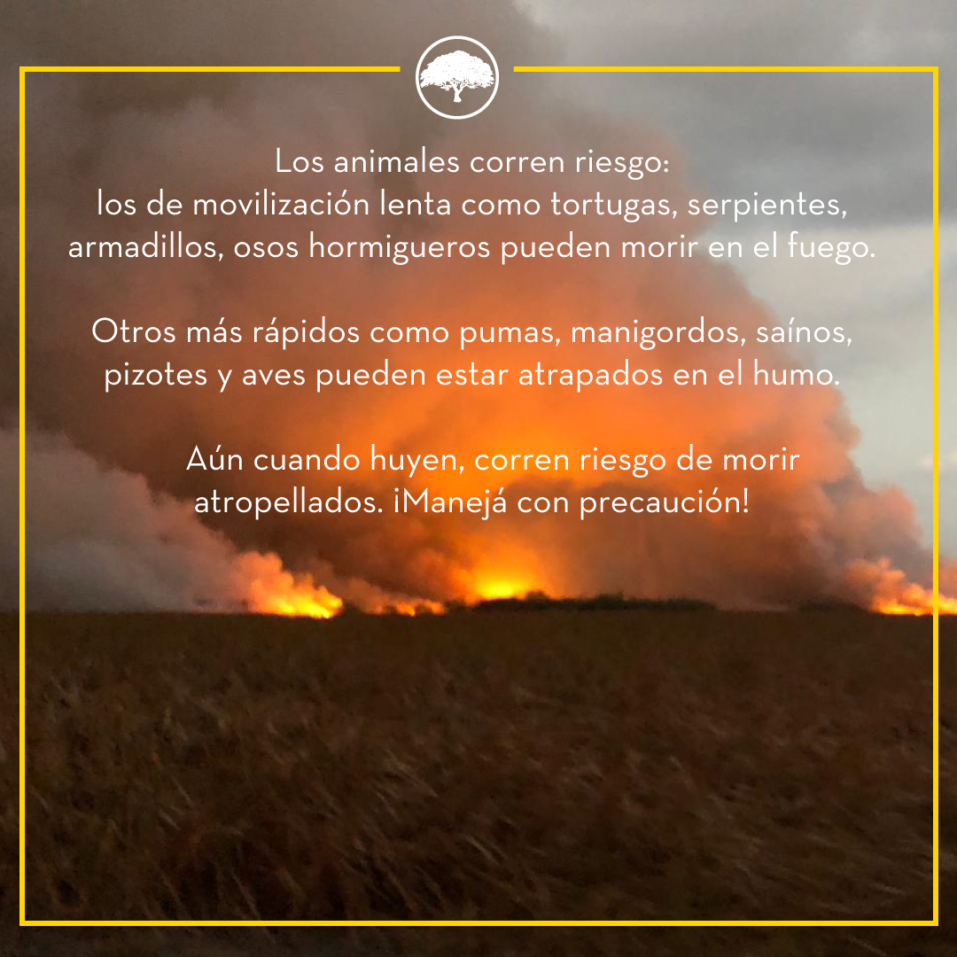 🧵👇

El incendio forestal en Palo Verde ya consumió cerca de 2.000 hectáreas. 😢 Manejá con cuidado si transitás cerca del parque, porque los animales están huyendo del fuego y corren riesgo de morir atropellados en carretera. 🐆🔥