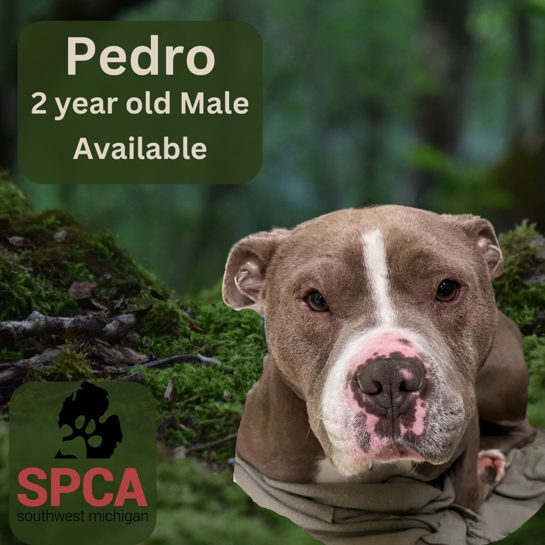 spcaswmich's tweet photo. Come and Meet Pedro!

Pedro is a sweet boy looking for his furever home!
You can visit Pedro and our other available animals anytime during our open hours: Monday through Friday from 11am-7pm and Saturday from 11am-4pm. We do our last adoptions a half hour before we close. https://t.co/eh0zZFTW0K