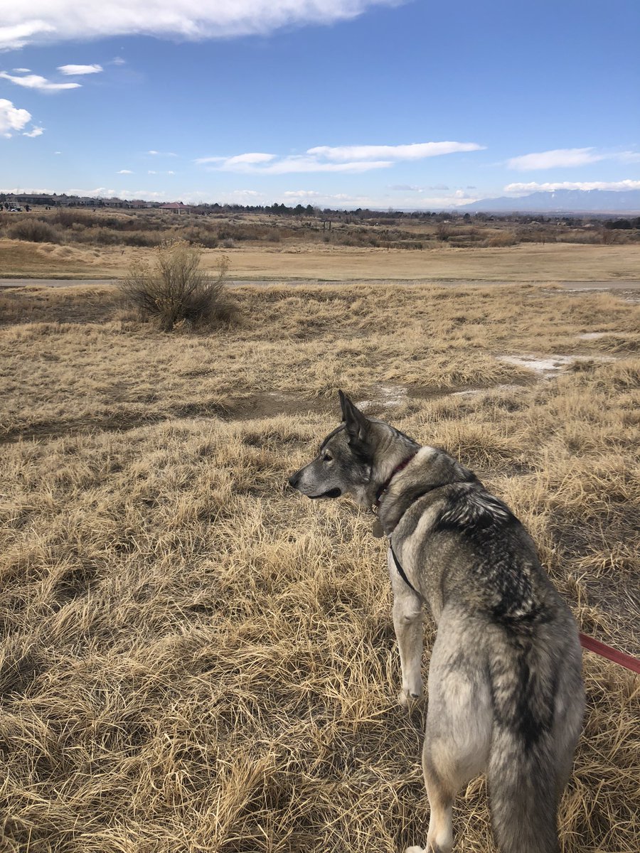 skidog2Tundra's tweet photo. @KOpackgolf @gothunderwolves @csupmensgolf @csupwomensgolf @CSUPueblo A Great Day for 2 THUNDERWOLF VICTORIES! ROCH Solid play by @csupmensgolf and @csupwomensgolf ! #TeamTundraPack #MyPackRochs #ThunderwolfVictory #RMACCHAMPS https://t.co/Ds2RimDRGK