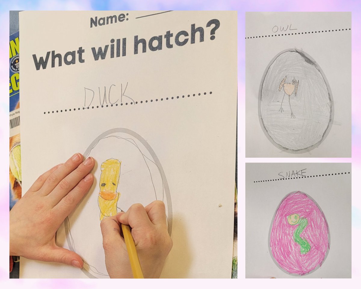 ellajmunro's tweet photo. Some serious excitement happening here in the @WhyteRidgeSCH library. We can't wait to meet our new friends. Ks had fun guessing what might come out of the eggs. Time will tell! @PTLibLC https://t.co/W3JpcKB0IV