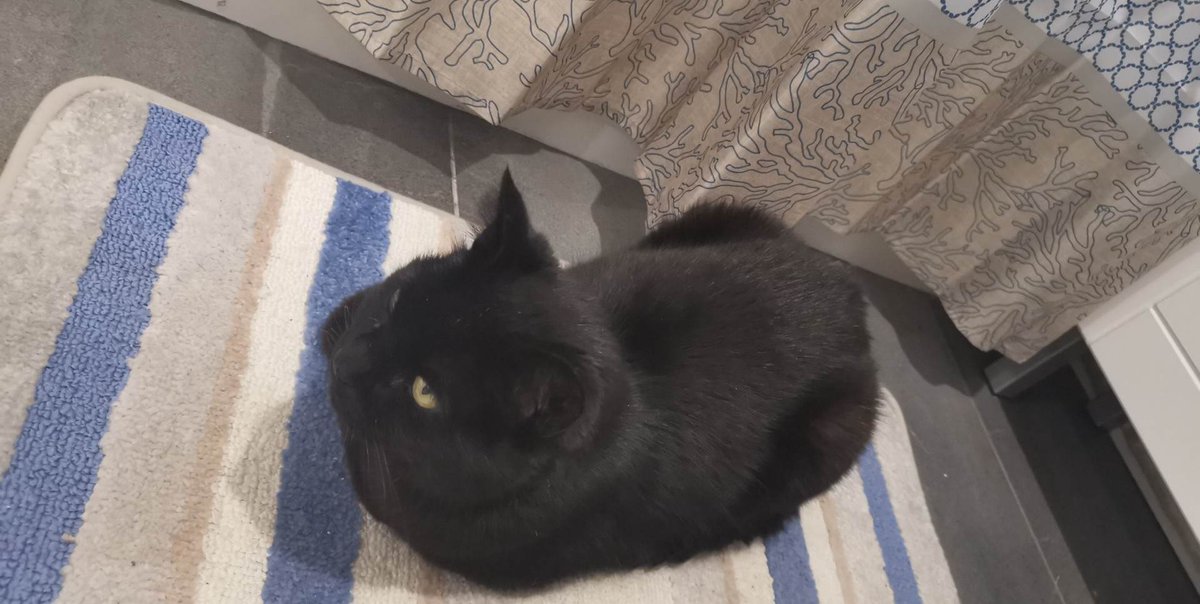 TheKazohaCats's tweet photo. Astro Waiting!!
#FYP #foryoupage #pets #CatsofTwittter #resting #foryou https://t.co/uynCzBujAO