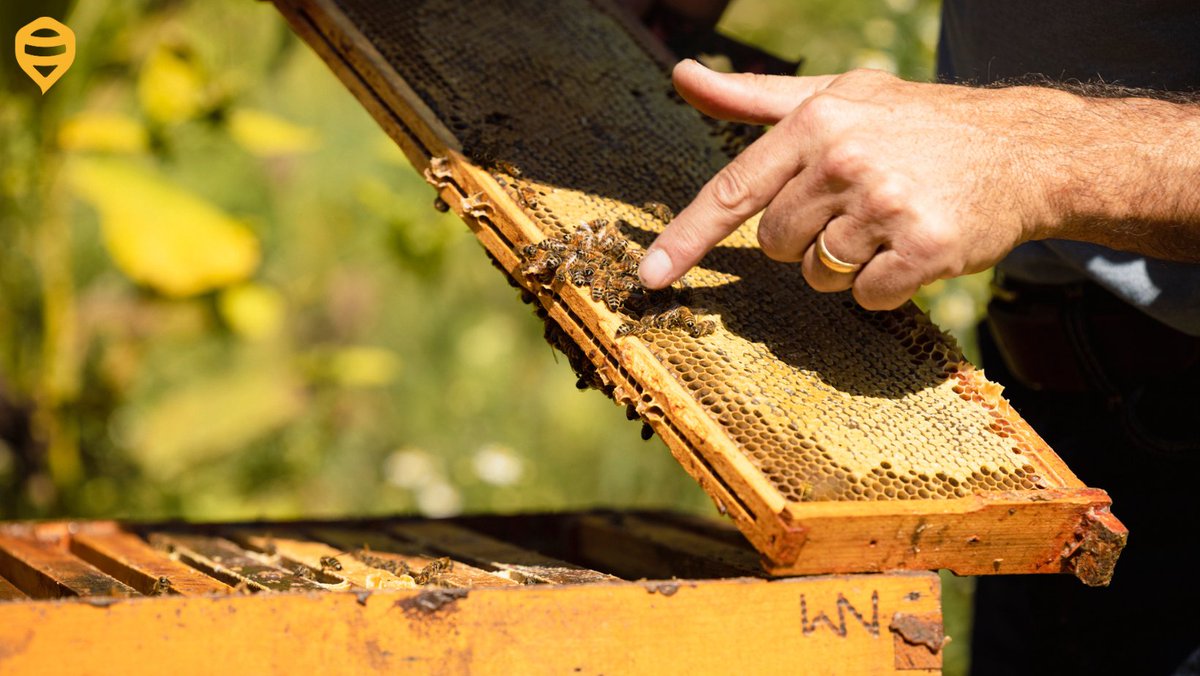 knowyourbees's tweet photo. Want to make a difference in the #world? Invest in #HiveTracks to support our mission of fixing #biodiversity and helping #bees. Head to our linktree to learn more about our crowdfunding campaign. https://t.co/wTX3rAPAk8 https://t.co/h6HgNGN1cw
