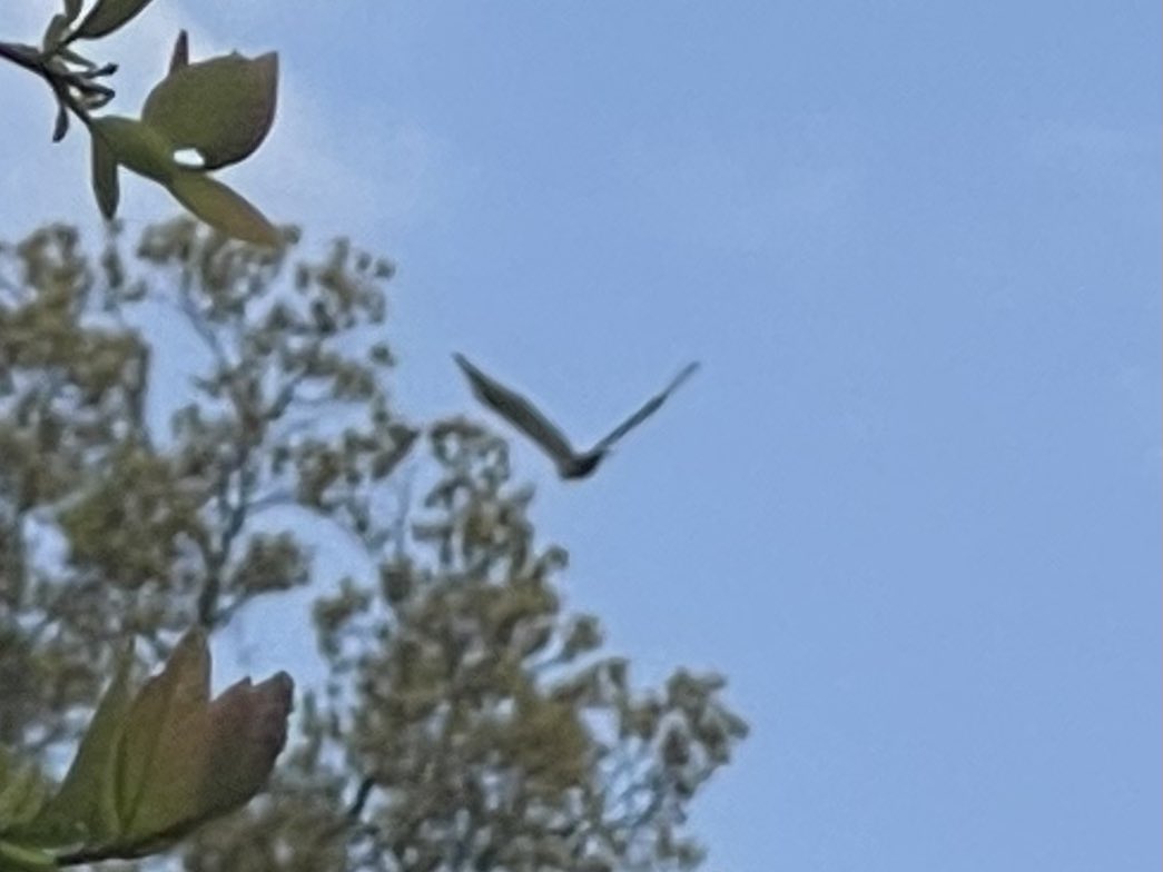 CoraTaningco's tweet image. Nice Alex, was at Lenoir and after the rain there 🦅 #bccp