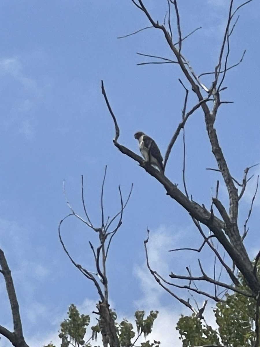 CoraTaningco's tweet image. Nice Alex, was at Lenoir and after the rain there 🦅 #bccp