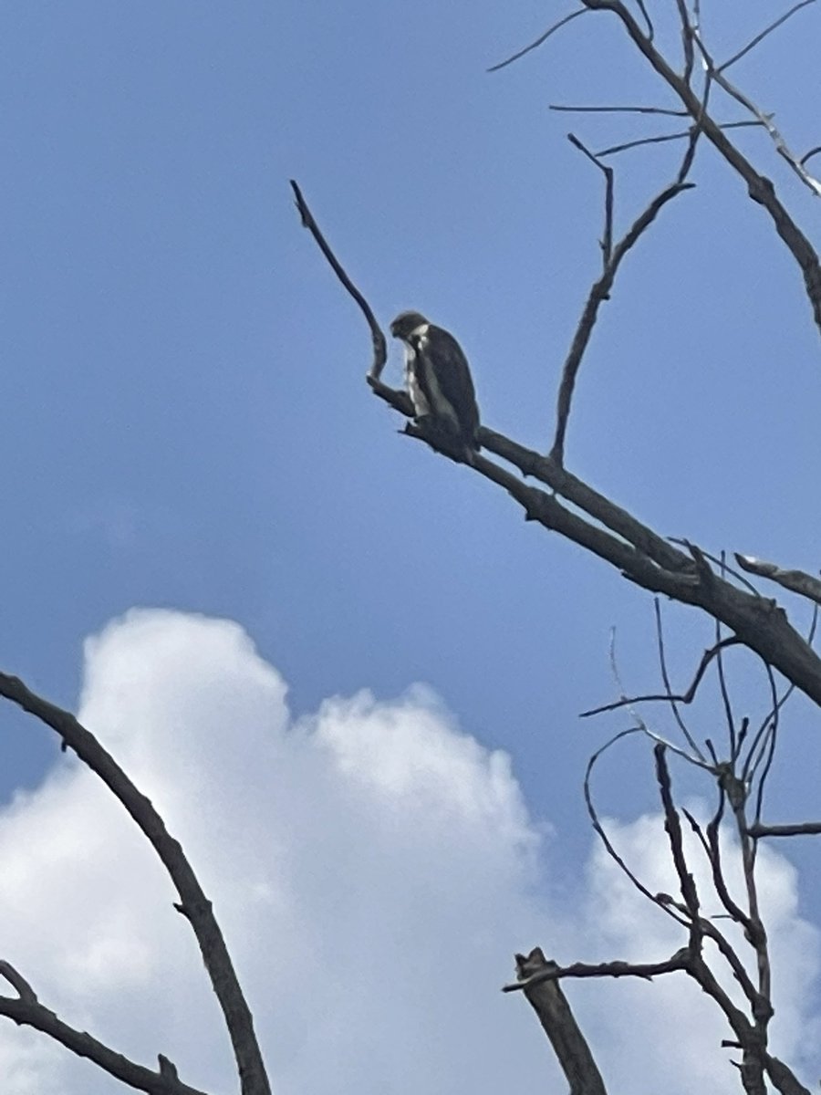 CoraTaningco's tweet image. Nice Alex, was at Lenoir and after the rain there 🦅 #bccp