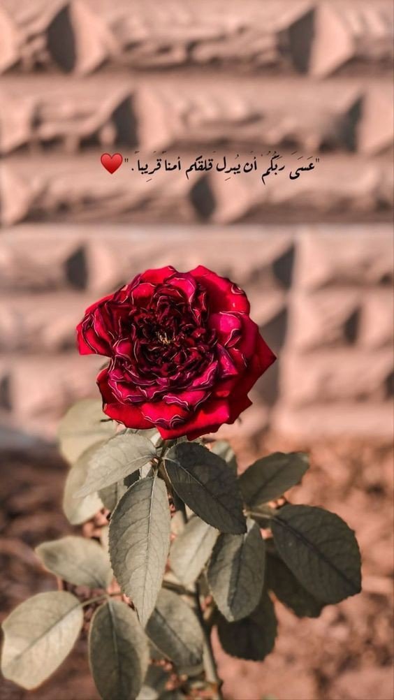 ✨منال✨ tweet media