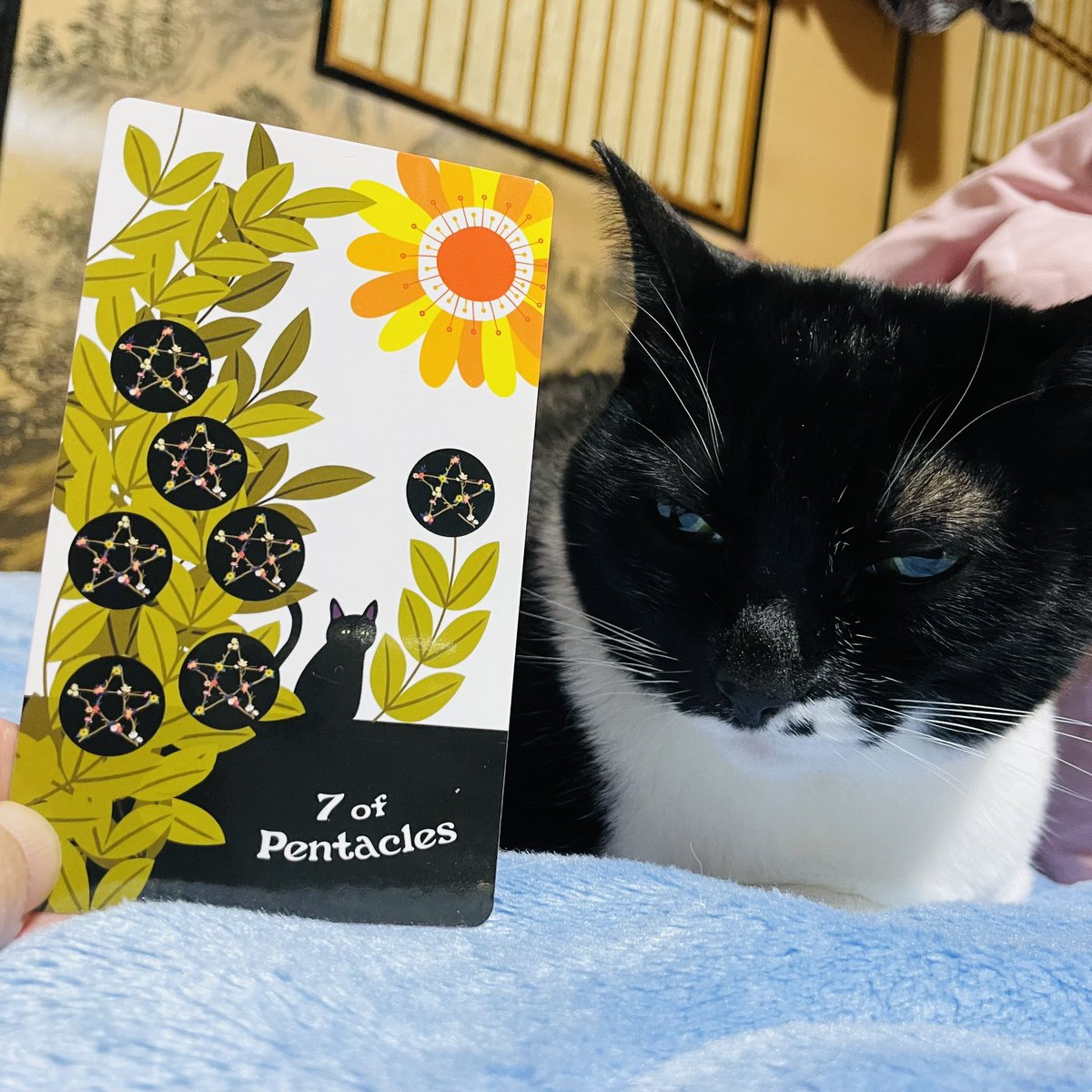 oraclerinko's tweet photo. 4/27ステップアップの日🪜何かを見直したり、ひと手間必要な日。一見難しそうに感じますが、この見直しがあなたを成長させてくれます✨今日が分岐点になるでしょう🧐大きく変えずに今のやり方にひと工夫で大丈夫です👌 #7ofPENTACLES #まだお布団にいるニャ #タロット #猫 https://t.co/tSmUDkPO8T