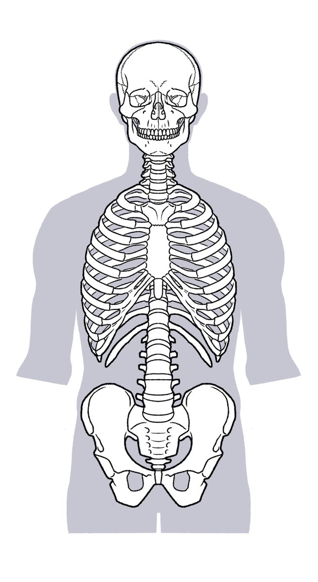 ほぼ全ての骨格模型は、生きている人よりもウエストが長めに組み立てられています。骨格模型を参考にする場合は、腰の反りに注意しましょう。 https://t.co/QQVPUUnhYH