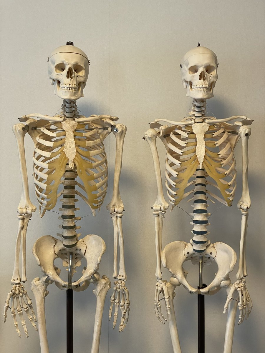ほぼ全ての骨格模型は、生きている人よりもウエストが長めに組み立てられています。骨格模型を参考にする場合は、腰の反りに注意しましょう。 https://t.co/QQVPUUnhYH
